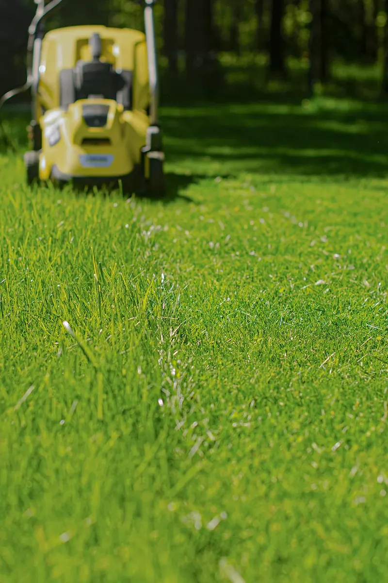 Koszenie trawnika kosiarką