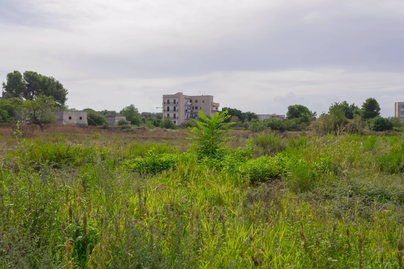 Zaniedbana działka budowlana