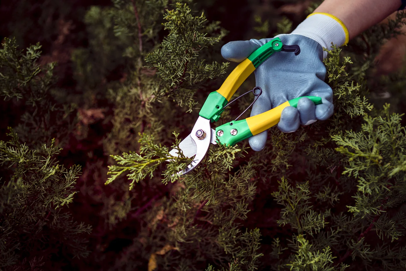 Mężczyzna przycinający gałęzie tui