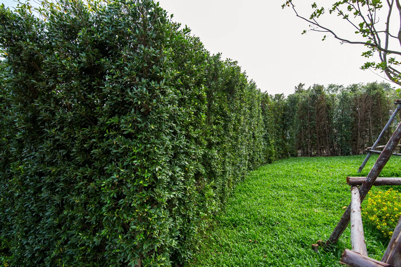 Widok zaniedbanego żywopłotu